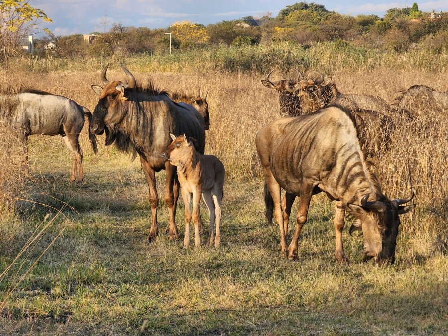3 Bedroom Property for Sale in La Camargue Private Country Estate North West